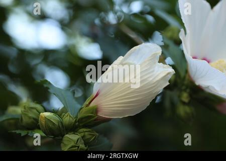 Wunderschöne weiße Hibiskusblüte, die draußen wächst, Nahaufnahme Stockfoto