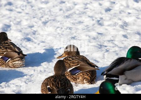 Enten winterten in Europa, Wintersaison mit viel Schnee und Frost, Enten leben in der Stadt in der Nähe des Flusses, im Winter werden sie von Menschen gefüttert Stockfoto