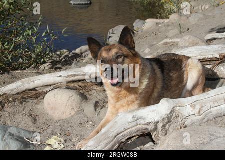 Australischer Rinderhund, der zwischen Baumstämmen am Strand am Fluss liegt Stockfoto