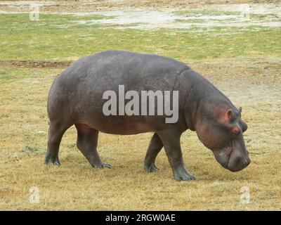 Nilpferde, die Nahrung auf flachem Land finden Stockfoto