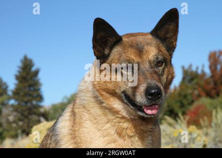 Australian Cattle Dog Nahaufnahme Porträt vor blauem Himmel und Bäumen Stockfoto