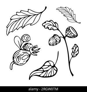 Herbstset handgezeichneter Kritzeleien. Herbstblätter, Eichel auf einem Zweig, Rosenhüften. Ein grafischer Satz von Skizzenelementen für den Herbst für Farben, Aufkleber, Poster Stock Vektor