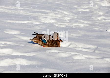 Enten winterten in Europa, Wintersaison mit viel Schnee und Frost, Enten leben in der Stadt in der Nähe des Flusses, im Winter werden sie von Menschen gefüttert Stockfoto