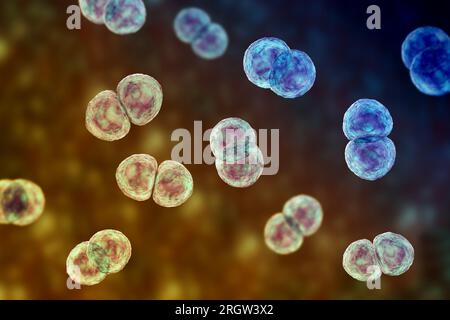 Streptococcus pneumoniae-Bakterien, Abbildung Stockfoto
