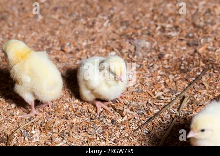 Genetisch verbesserte weiße Hühnerküken in einer Geflügelzucht, in der Broiler-Hühner für Fleisch gehalten werden, viele junge Hühnerküken mit Fleisch, Nahaufnahme Stockfoto