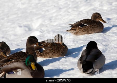 Enten winterten in Europa, Wintersaison mit viel Schnee und Frost, Enten leben in der Stadt in der Nähe des Flusses, im Winter werden sie von Menschen gefüttert Stockfoto