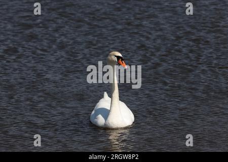 Wunderschöne Wasservögel im Wasser, wilde Vögel schwimmen Schwäne im Wasser des Sees oder Flusses, Schwäne treiben auf dem See Stockfoto