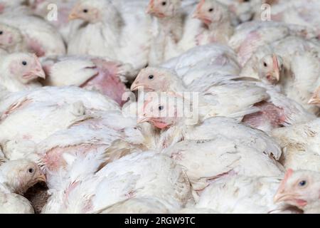 Hühnerküken von weißem Masthähnchen in einer Geflügelzucht, die für Einnahmen aus dem Verkauf von hochwertigem Geflügelfleisch aufgezogen wurden, haben broi genetisch verbessert Stockfoto