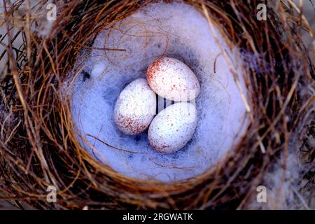 Drei Eier in einem Nest von Noisy Mynah in Adelaide, Australien Stockfoto