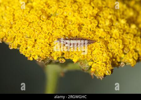 Larve, Nymphe des grünen Schnappens (Chrysoperla carnea) auf der Suche nach Beute auf den gelben Blüten von Tausend Blättern, Schafgarbe (Achillea filipendulina 'Cloth of Stockfoto