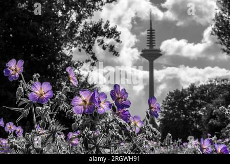 Blühende Schönheit: Die Skyline von Frankfurt am Main ist mit Frühlingsblumen geschmückt Stockfoto