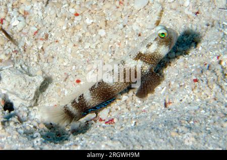 Variable Shrimpgoby, Cryptocentrus fasciatus, am Loch in den Sand, Sebayor Kecil Tauchplatz, zwischen Komodo und Flores Inseln, Komodo National Pa Stockfoto