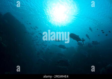 Schule des Riesen Trevally, Caranx ignobilis, mit Sonne im Hintergrund, Fish Bowl Tauchplatz, Gili Lawa Laut, nördlich von Komodo Island, Komodo Nationalpark, Stockfoto