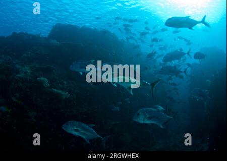 Schule des Riesen Trevally, Caranx ignobilis, mit Sonne im Hintergrund, Fish Bowl Tauchplatz, Gili Lawa Laut, nördlich von Komodo Island, Komodo Nationalpark, Stockfoto