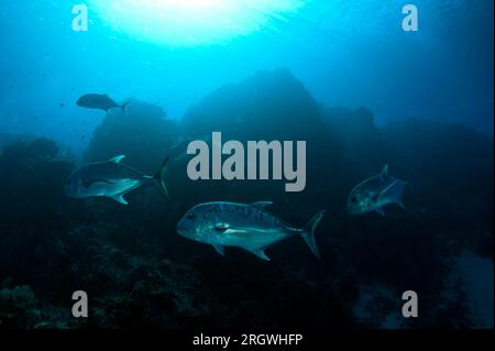 Giant Trevally, Caranx ignobilis, mit Sonne im Hintergrund, Fish Bowl Tauchplatz, Gili Lawa Laut, nördlich von Komodo Island, Komodo Nationalpark, Indonesien Stockfoto