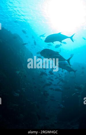 Giant Trevally, Caranx ignobilis, mit Sonne im Hintergrund, Fish Bowl Tauchplatz, Gili Lawa Laut, nördlich von Komodo Island, Komodo Nationalpark, Indonesien Stockfoto