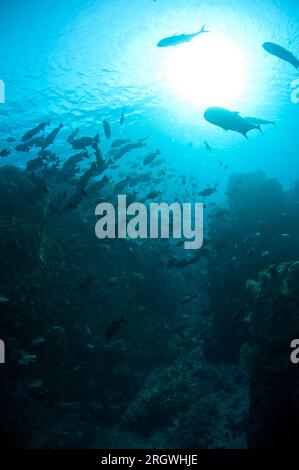 Giant Trevally, Caranx ignobilis, mit Sonne im Hintergrund, Fish Bowl Tauchplatz, Gili Lawa Laut, nördlich von Komodo Island, Komodo Nationalpark, Indonesien Stockfoto