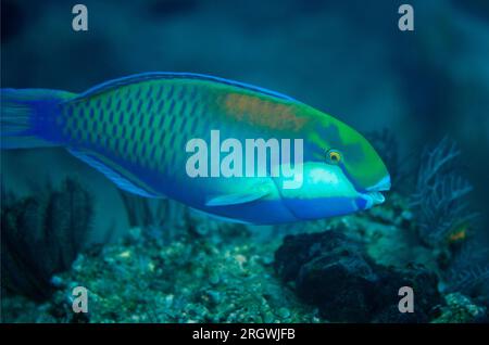 Bleeker's Papageienfisch, Chlorurus bleekeri, Tauchplatz Golden Passage, Gili Lawa Darat Island, nördlich von Komodo Island, Komodo National Park, Indonesien Stockfoto