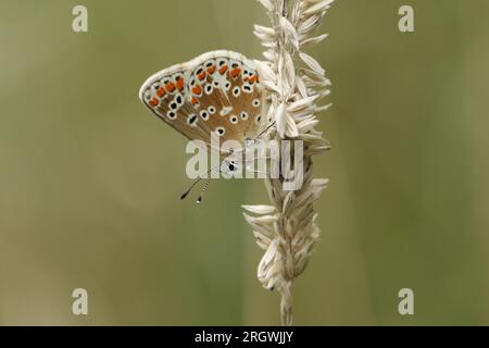 Ein wunderschöner Brauner Argus-Schmetterling, Aricia agestis, der auf Grassamen ruht. Stockfoto