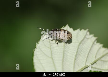 Ein gesprenkelter Shieldbug, Rhaphigaster nebulosa, ruht auf einem Blatt. Stockfoto