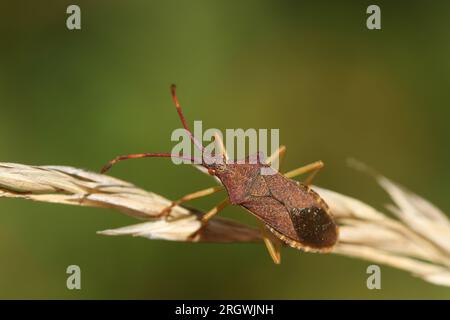 Ein Käfer, Gonocerus acuteangulatus, auf Grassamen. Stockfoto