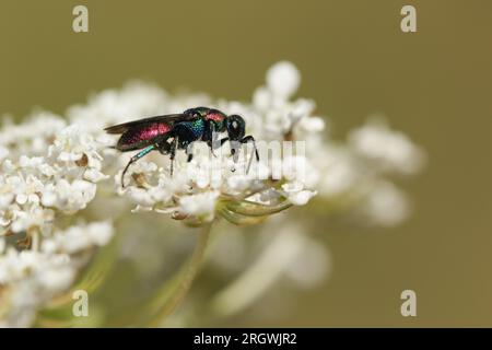 Ein wunderschöner Kuckucksuhn, Hedychrum rutilans, der sich von den Pollen einer blühenden Karottenpflanze ernährt. Stockfoto