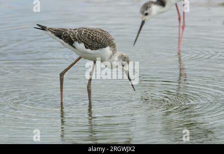 Ein jugendlicher Schwarzflügelstiel, Himantopus himantopus, der sich am Rand eines Sees ernährt. Stockfoto