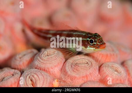 Gestreifte Triplefin, Helcogramma striata, auf der gemeinsamen Sonnenkoralle, Tubastrea sp, Tatawa Kecil Tauchplatz, zwischen Komodo und Flores Inseln, Komodo National Stockfoto