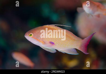 Männlich Scalefin Anthias, Pseudanthias squamipinnis, Tatawa Kecil Tauchplatz, zwischen Komodo und Flores Inseln, Komodo Nationalpark, Indonesien Stockfoto