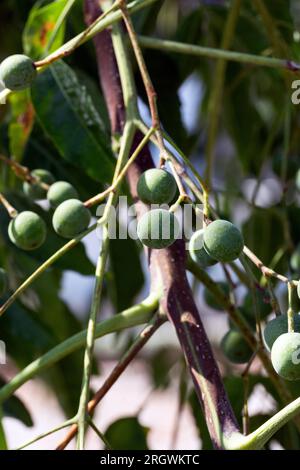 Nahaufnahme der grünen Früchte Melia Azedarach oder Chinaberry Tree. Cape Flieder, syringa Berrytree, Persische Flieder, indische Flieder. Stockfoto