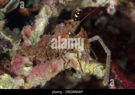 Marmorierte Garnelen, Saron sp., mit langer Kralle, Tauchgang bei Nacht, Wainilu Tauchplatz, Rinca Island, Komodo-Nationalpark, Indonesien Stockfoto