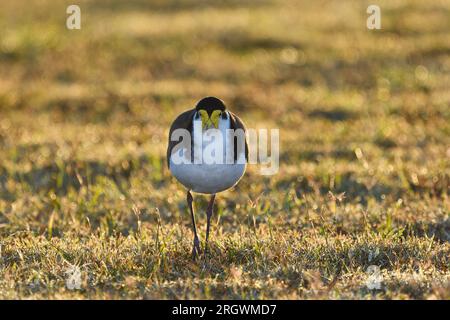 Ein nasser, unordentlicher, am Boden lebender australischer Erwachsener, maskiert Lapwing - Vanellus Miles, Novaehollandiae - Vogel im frühen Morgensonnenlicht, in die Kamera Stockfoto