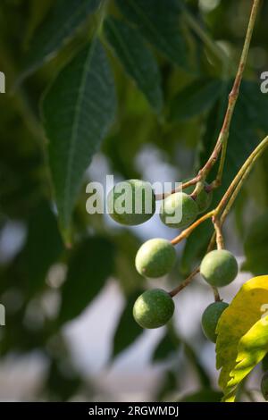 Nahaufnahme der grünen Früchte Melia Azedarach oder Chinaberry Tree. Cape Flieder, syringa Berrytree, Persische Flieder, indische Flieder. Stockfoto