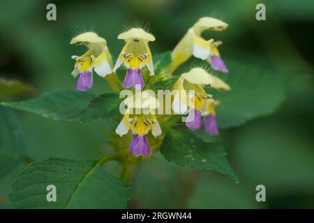 Natürliche Nahaufnahme auf der bunten purpur-gelben Blume der großblütigen Hanfnessel Galeopsis speciosa in den österreichischen alpen Stockfoto