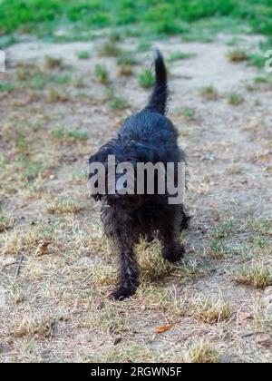 Mixed Race Pudel Schnauzer Black Dog Genießen Sie die Natur im Park am Morgen Stockfoto