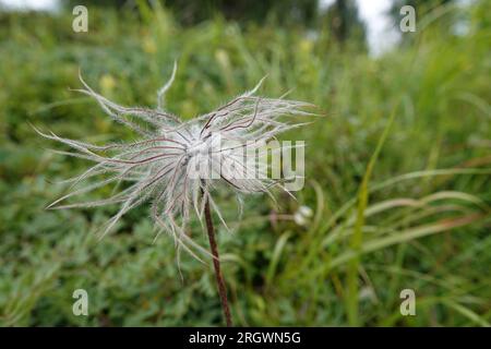 Natürliche Nahaufnahme auf dem gefiederten Alpenavenblütenkopf Geum montanum aus den österreichischen alpen Stockfoto