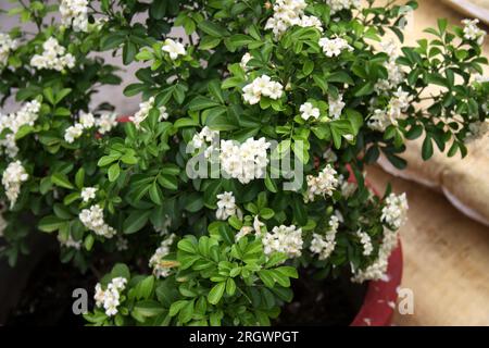 Weiße Blüten von Orangenjasmin (Murraya paniculata) (Zwergsorte) zwischen grünem Laub: (Pix Sanjiv Shukla) Stockfoto