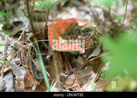 Essbare Pilze mitten im Wald. Stockfoto