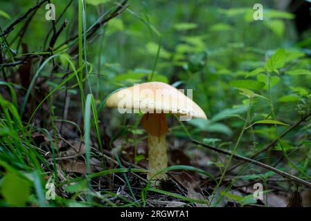 Essbare Pilze mitten im Wald. Stockfoto