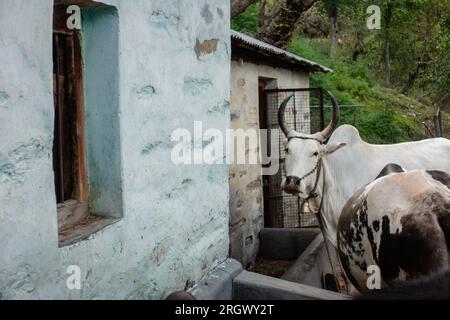 Badri-Kuhbullen mit langen Hörnern, die an Seilen und Nasenseilen im Dorf Uttarakhand angebunden sind Stockfoto