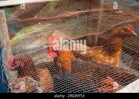 Käfigrothennen im Haushalt von Uttarakhand. Häusliche Einstellung. Stockfoto