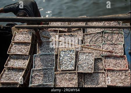 Jakarta. 12. Aug. 2023. Fischer entladen am 12. August 2023 in Cilincing in Nord-Jakarta, Indonesien, Fische von ihren Booten. Cilincing in Nord-Jakarta ist eines der Fischerdörfer in Jakarta. Kredit: Veri Sanovri/Xinhua/Alamy Live News Stockfoto