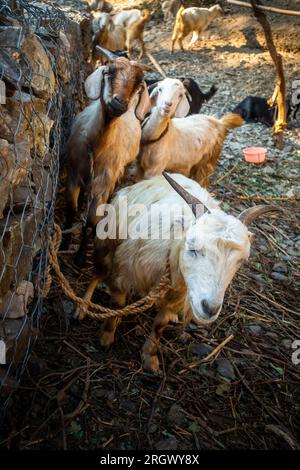 Himalaya Tahr, Hausziege (Capra aegagrus hircus). Lebendige Bergziegen im Himalaya im ländlichen Uttarakhand. Viehszene. Stockfoto