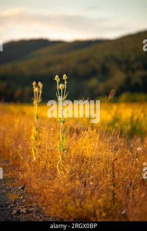 Zwei hohe Disteln vor dem Feld der Sonnenblumen bei Sonnenuntergang. Wunderschöne Landschaftsfotografie in orangefarbenen Sonnenuntergängen. Stockfoto