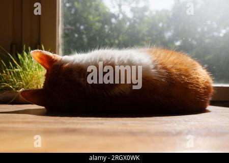 Orange-weiße Tabby-Katze schläft auf dem Holztisch am Fenster mit Morgensonne Stockfoto