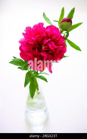 Pfingstrosen in Vase Stockfoto