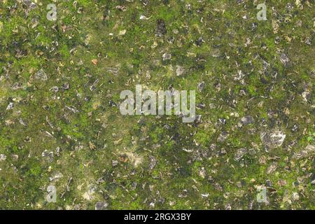 Die Konsistenz der alten Straße aus einem kleinen Stein, der mit Moos überwuchert ist Stockfoto