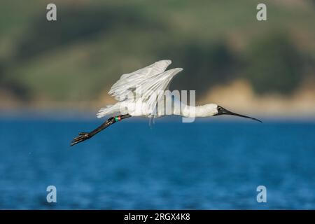 Royal Spoonbill - Platalea regia - ausgedehnter Flug über den Hafen von Raglan. Neuseeland Stockfoto