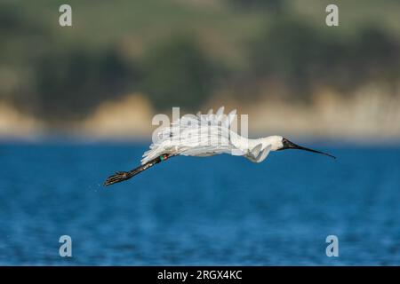 Royal Spoonbill - Platalea regia - ausgedehnter Flug über den Hafen von Raglan. Neuseeland Stockfoto