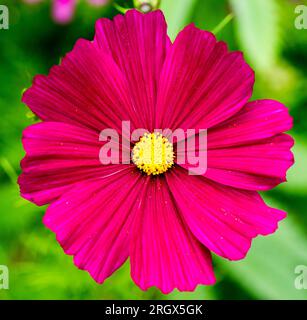 COSMOS bipinnatus „Dazzler“ in leuchtendem Violett Stockfoto